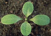 Capsella bursa-pastoris: Seedling