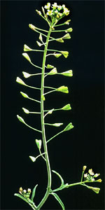 Capsella bursa-pastoris: Mature plant