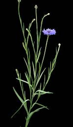 Centaurea cyanus L.: Mature plant