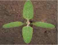 Chenopodium album L.: Seedling