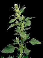 Chenopodium album L.: Mature plant