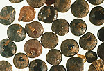 Chenopodium album L.: Seeds