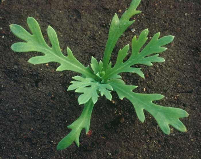 Plantevaern Online Skadevoldere Weed Biology Br Sub Agro Region Denmark Sub Corn Marigold