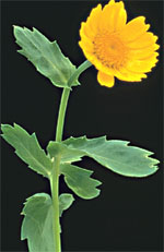 Corn Marigold: Mature plant