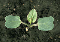 Field Bindweed: Very early stage