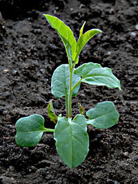 Field Bindweed: Early stage