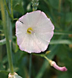 Convolvolus arvensis L.: Flower