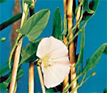 Convolvolus arvensis L.: Mature plant