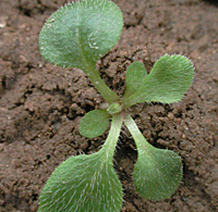 Canadian Fleabane: Very early stage