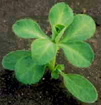 Euphorbia helioscopia L.: Early stage