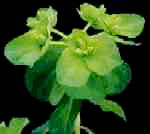 Euphorbia helioscopia L.: Mature plant