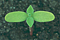 Euphorbia peplus L.: Seedling