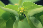 Euphorbia peplus L.: Flower