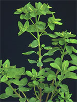 Euphorbia peplus L.: Mature plant