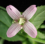 Broad-leaved Willowherb: Flower