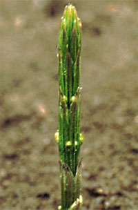 Equisetum arvense L.: Very early stage