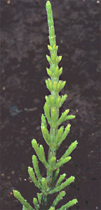 Equisetum arvense L.: Early stage