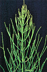 Equisetum arvense L.: Mature plant