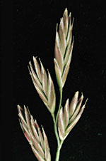 Festuca arundinacea: Spikelets