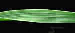 Festuca arundinacea: Leaf section
