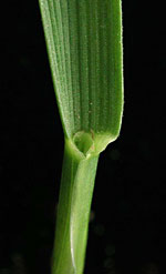 Festuca arundinacea: Leaf sheath