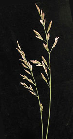 Festuca arundinacea: Mature plant