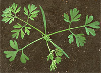 Common Fumitory: Early stage