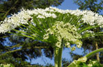 Heracleum mantegazzianum: Flower