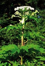 Heracleum mantegazzianum: Mature plants