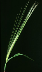 Barley, volunteers: Mature plant