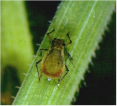 Bladlus (Sitobion avenae / Rhopalosiphum padi): undefined