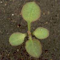 Nipplewort: Seedling