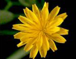 Nipplewort: Flower head