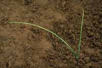 Italian Rye-grass SU-res: Very early stage