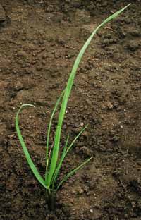 Italian Rye-grass fop/dim-res: Early stage