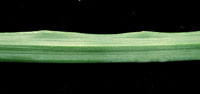 Lolium multiflorum: Leaf section