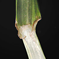 Lolium multiflorum: Leaf sheath