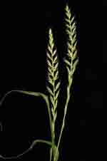 Italian Rye-grass SU-res: Mature plant