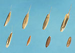 Italian Rye-grass: Seeds