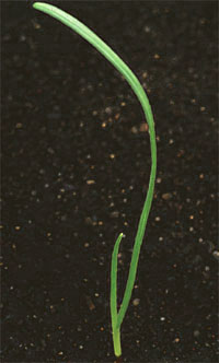 Perennial Rye-grass, ALS-res: Very early stage