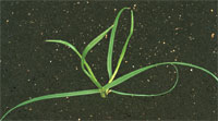 Perennial Rye-grass, metabolic: Early stage