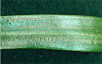 Lolium perenne L., fop/dim-res: Shiney leaf underside