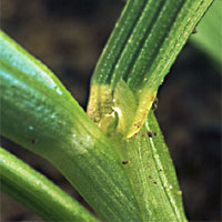 Perennial Rye-grass, fop/dim-res: Ligule
