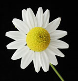 Scented Mayweed: Flower