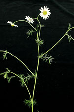 Scented Mayweed: Mature plant