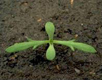Pineapple-weed: Seedling