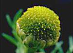 Pineapple-weed: Flower head