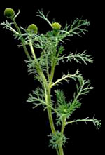 Pineapple-weed: Mature plant