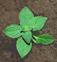 Corn Mint: Early stage