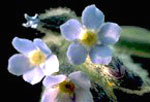 Field Forget-me-not: Flower